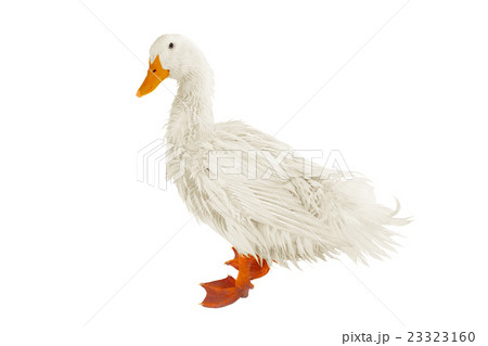 wet duck wet duck 23323160