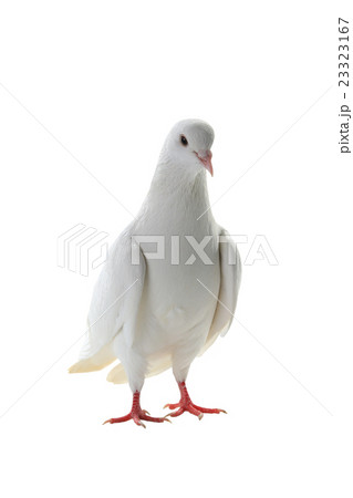 white pigeon white pigeon 23323167