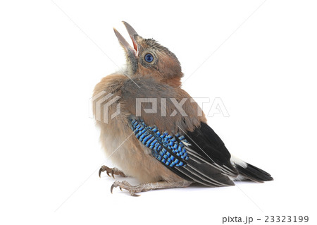 jay's jay's 23323199