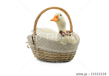 duck duck 23323228