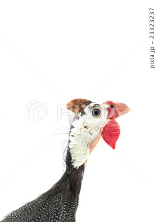 portrait Guinea fowl portrait Guinea fowl 23323237