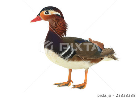 male mandarin duck male mandarin duck 23323238