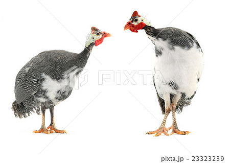 Guinea fowl Guinea fowl 23323239