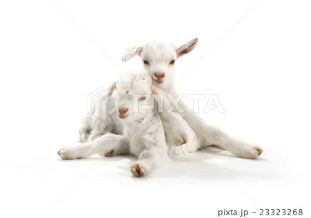 two goat 23323268