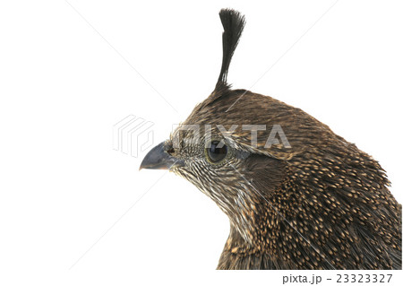 female California Quail female California Quail 23323327