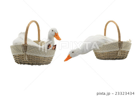 two duck two duck 23323434