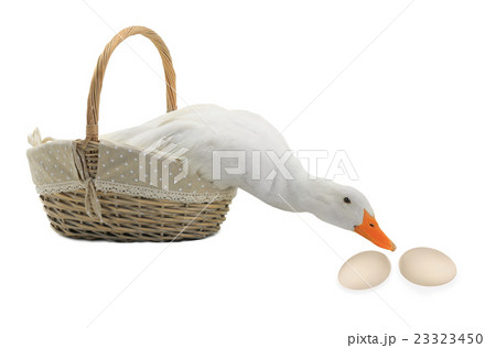 duck duck 23323450