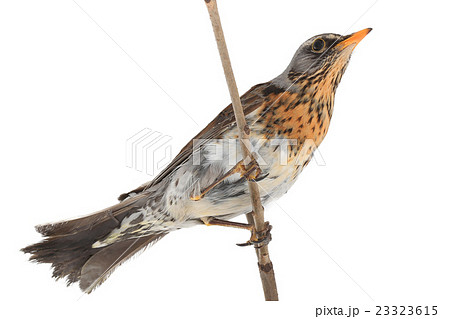 portrait thrush portrait thrush 23323615