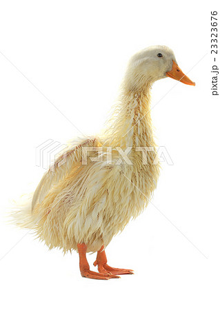 wet duck wet duck 23323676