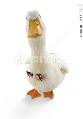 white duck 23323717