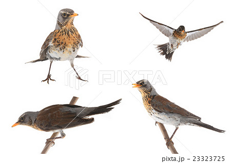 portrait thrush portrait thrush 23323725
