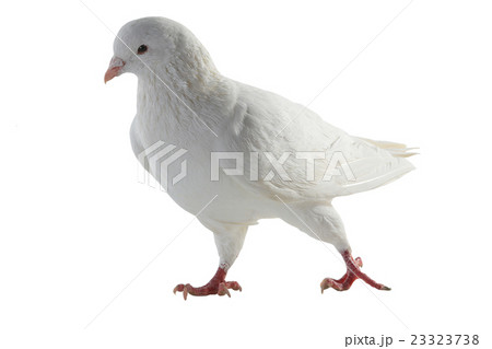 white pigeon 23323738