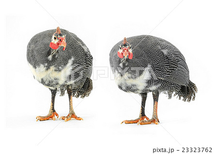 Guinea fowl 23323762