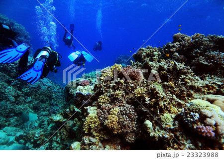 group of divers underwater on a coral reef group of divers underwater on a coral reef 23323988