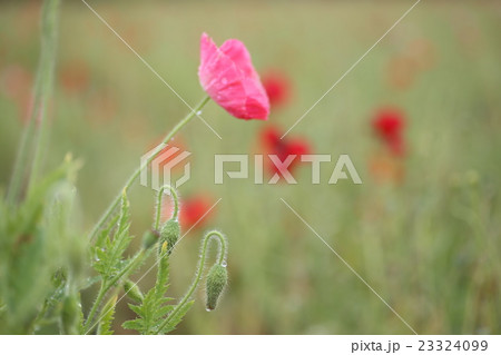 ひなげしの花とつぼみ ひなげしの花とつぼみ 23324099