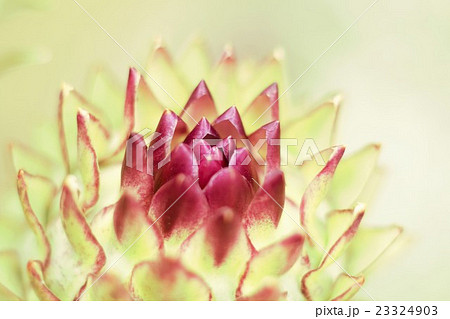アーティチョークの蕾 23324903