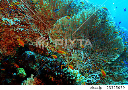 gorgonian on a coral reef 23325079