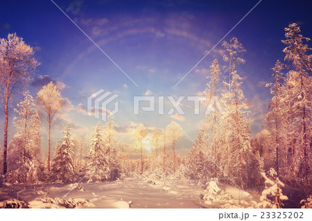 Winter sunset in the forest landscape 23325202