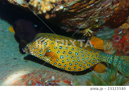 boxfish fish underwater photo 23325580
