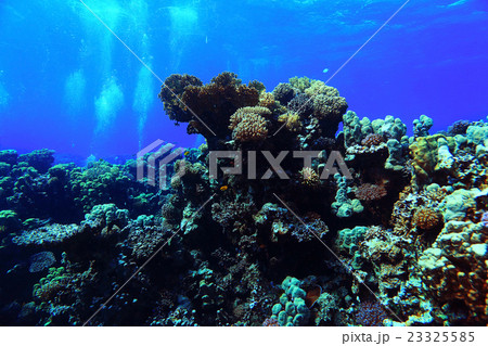 Underwater tropical sea view Underwater tropical sea view 23325585