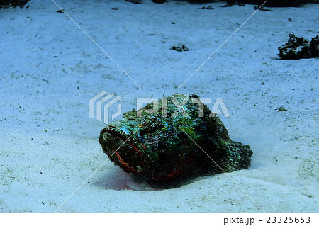 synanceia verrucosa fish stone 23325653