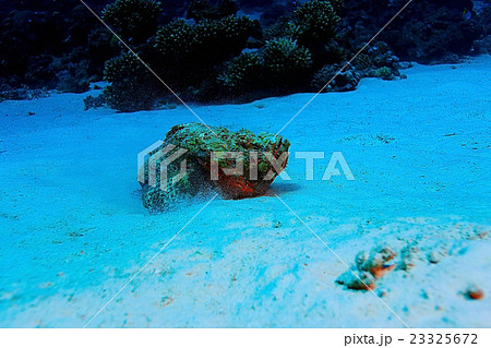 synanceia verrucosa fish stone 23325672
