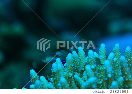 branches of coral underwater macro photo 23325691