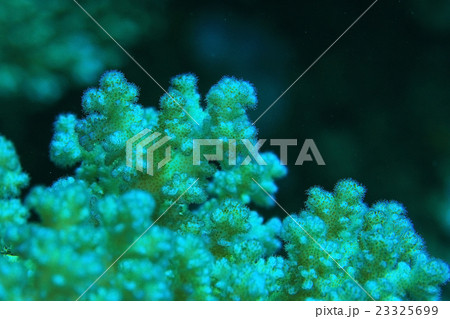 branches of coral underwater macro photo 23325699