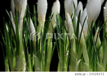 white crocus on a black background 23326372