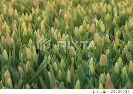 Field of yellow tulips top view background texture 23326385