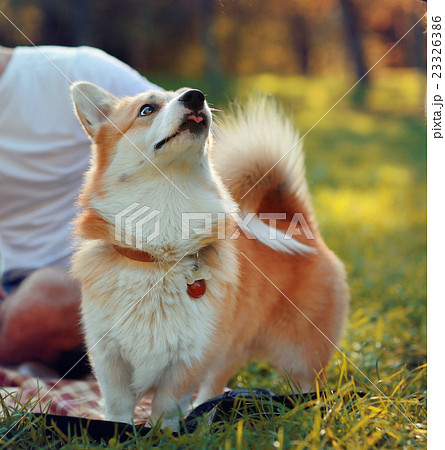 cute dog Corgi cute dog Corgi 23326386