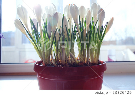 live crocuses in a pot 23326429
