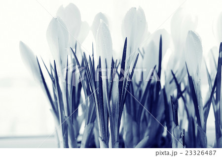 snowdrops The first spring wild flowers 23326487