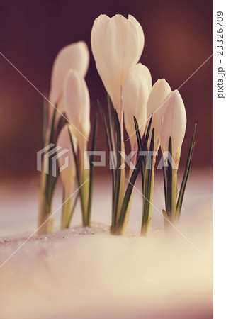 delicate white flowers spring background 23326709