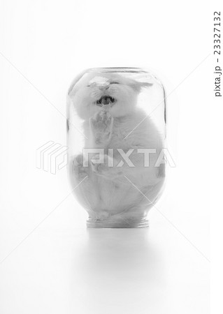 little kitten in a glass jar 23327132