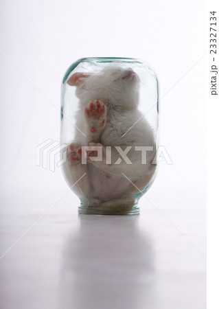 little kitten in a glass jar 23327134