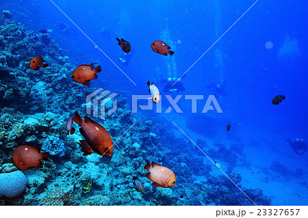 flock of fish on the coral reef 23327657