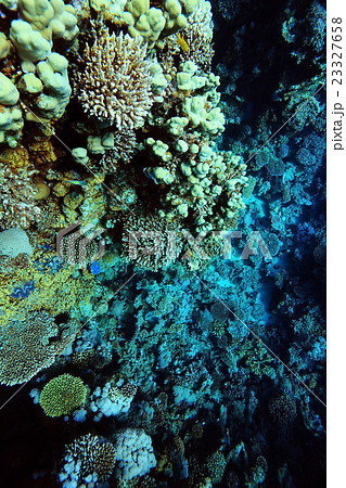 branches of coral underwater macro photo 23327658