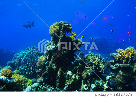 coral reef underwater photo coral reef underwater photo 23327678