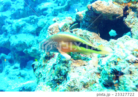 coral fish underwater background coral fish underwater background 23327722