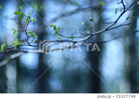 blurred spring background, young branches with leaves and buds blurred spring background, young branches with leaves and buds 23327748