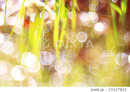 bokeh blurred background green grass leaves 23327822
