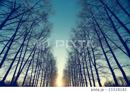 cool blue spring landscape trees nature background eco 23328182