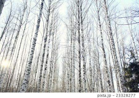 landscape in a forest in the early winter snow falls 23328277