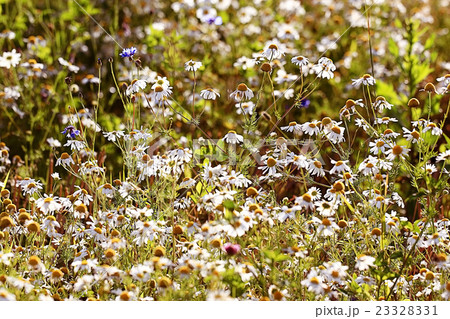 spring background wild flowers 23328331