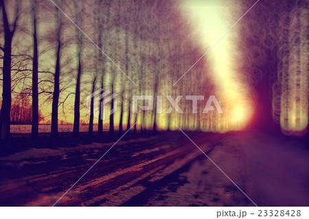 Forest in early spring sunset background Forest in early spring sunset background 23328428