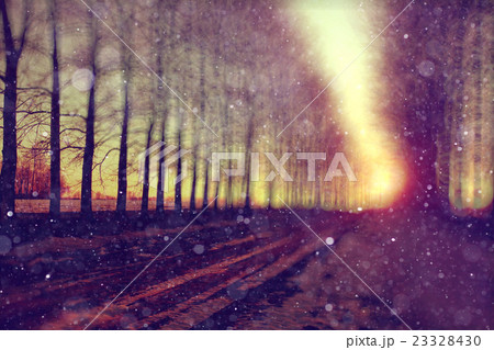 Forest in early spring sunset background Forest in early spring sunset background 23328430
