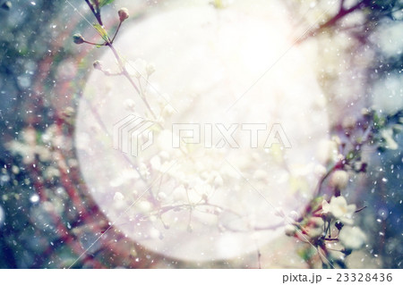 soft background blur circle for text Spring cherry blossom soft background blur circle for text Spring cherry blossom 23328436