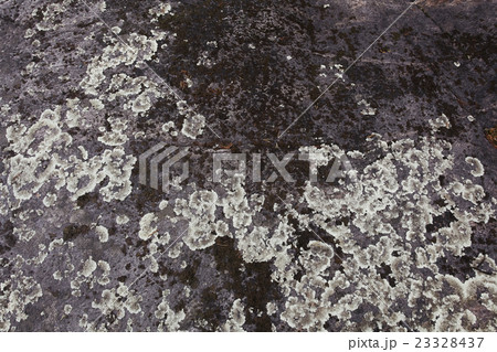texture of the stone coquina beach texture of the stone coquina beach 23328437