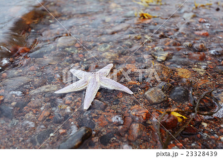 starfish on the shore starfish on the shore 23328439
